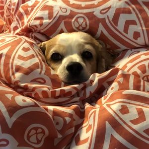 Meet your Posher, Justin